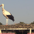 18_35-mast.jpg