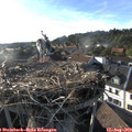 18_35-nest.jpg