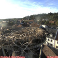 18_45-nest.jpg