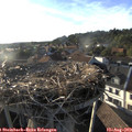 19_00-nest.jpg