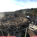 19_05-nest.jpg