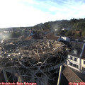 19_10-nest.jpg
