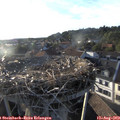 19_15-nest.jpg