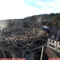 19_20-nest.jpg