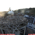 20_35-nest.jpg