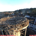 06_35-nest.jpg