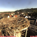 08_20-nest.jpg