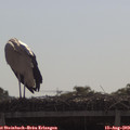 10_00-mast.jpg