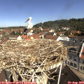10_35-nest.jpg