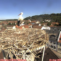 10_45-nest.jpg