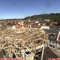 11_00-nest.jpg