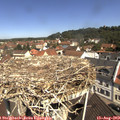 11_05-nest.jpg