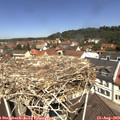 11_50-nest.jpg