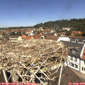 12_00-nest.jpg