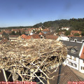 12_50-nest.jpg