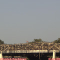 17_55-mast.jpg