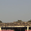 18_05-mast.jpg
