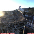 20_05-nest.jpg