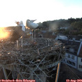 20_25-nest.jpg