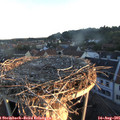 06_25-nest.jpg