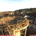 06_55-nest.jpg