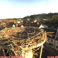 07_05-nest.jpg