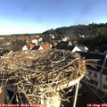 07_50-nest.jpg