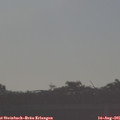 07_55-mast.jpg