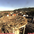 08_25-nest.jpg