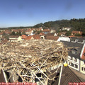 11_40-nest.jpg