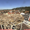 11_55-nest.jpg