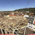 12_10-nest.jpg