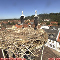 12_20-nest.jpg