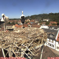 12_25-nest.jpg