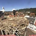 12_30-nest.jpg