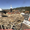 12_40-nest.jpg