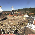 12_45-nest.jpg