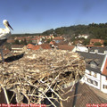 12_50-nest.jpg