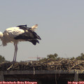 13_00-mast.jpg