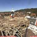 13_00-nest.jpg