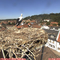 13_05-nest.jpg