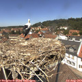 13_10-nest.jpg