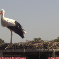 13_15-mast.jpg