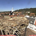 13_15-nest.jpg