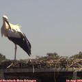 13_20-mast.jpg