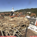 13_20-nest.jpg