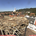 13_25-nest.jpg
