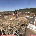 13_30-nest.jpg