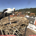 13_35-nest.jpg