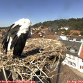 13_40-nest.jpg
